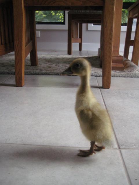 31977_blue_duckling.jpg