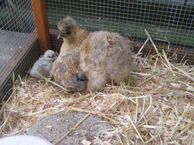 31977_broody_hen_and_splash_and_blue.jpg