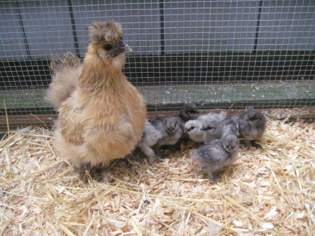 31977_broody_momma_and_chicks.jpg