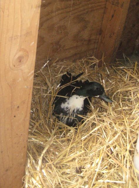31977_drake_on_eggs_2.jpg