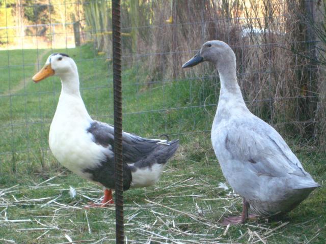 31977_duck_pair.jpg