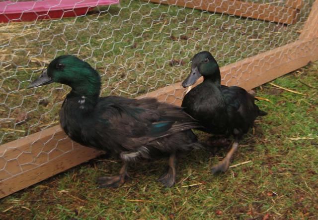 31977_duck_paire.jpg