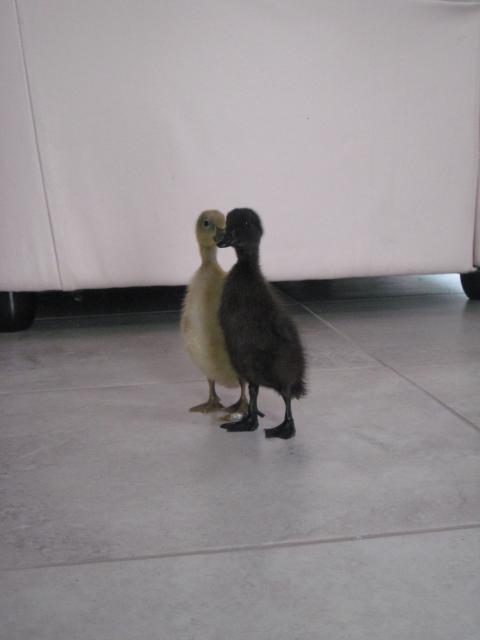 31977_ducklings_face_to_face.jpg