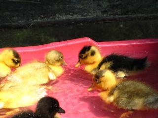 31977_ducklings_in_the_water.jpg