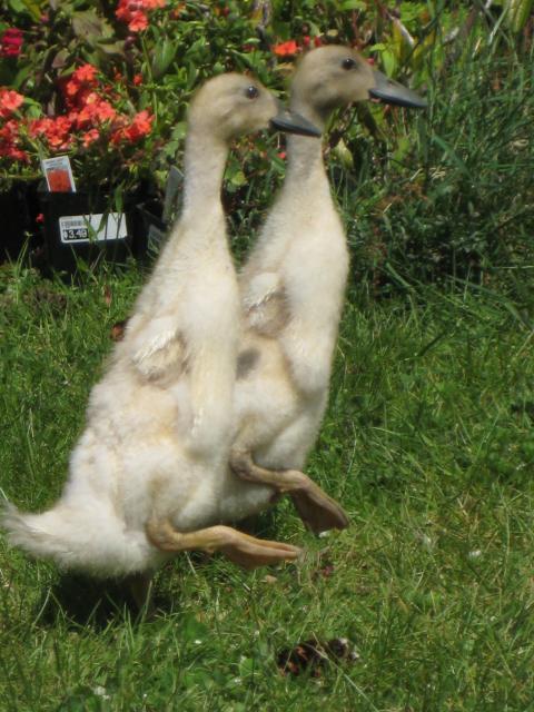 31977_ducklings_three_weeks.jpg