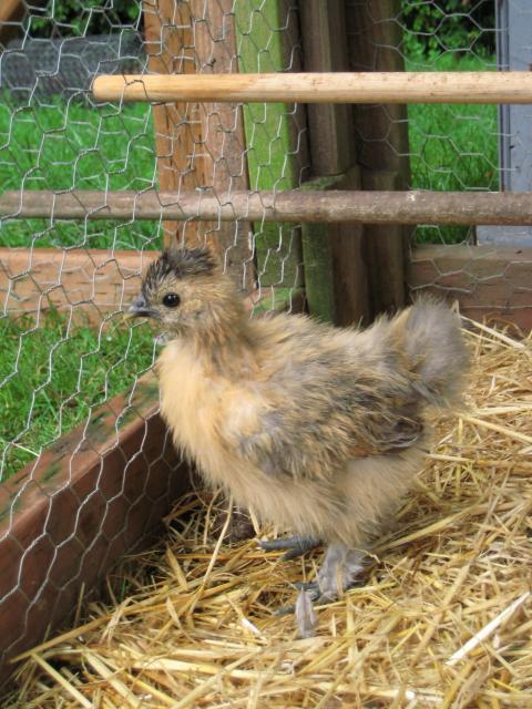 31977_grey_buff_chick_2.jpg
