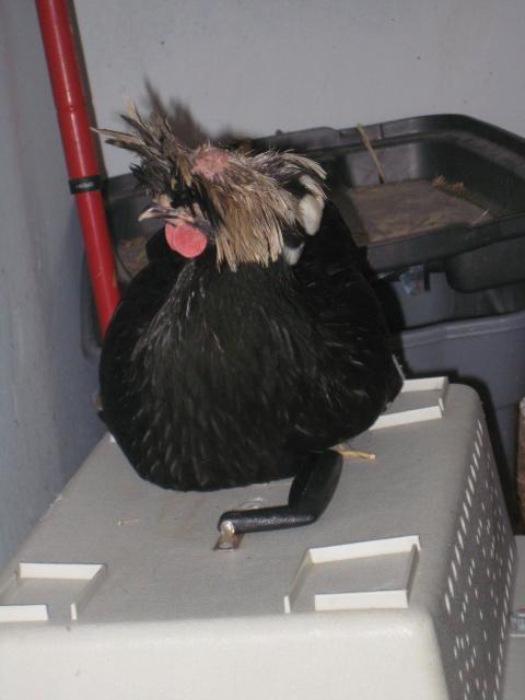 31977_img_1186.jpg