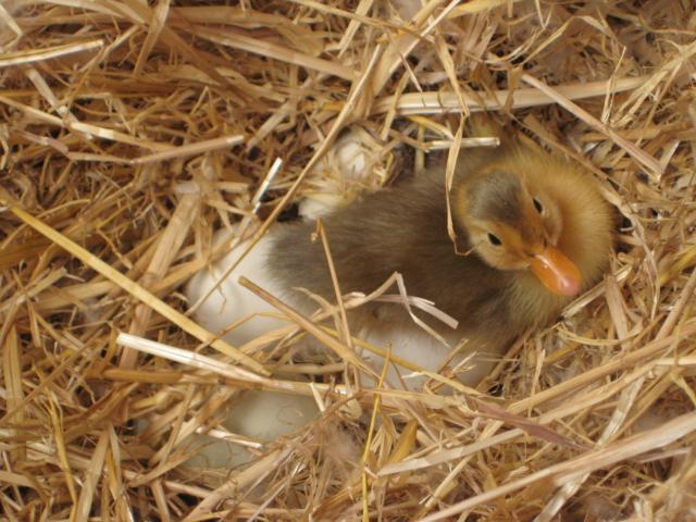 31977_new_duckling.jpg