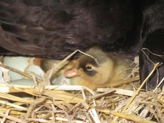 31977_new_duckling2.jpg