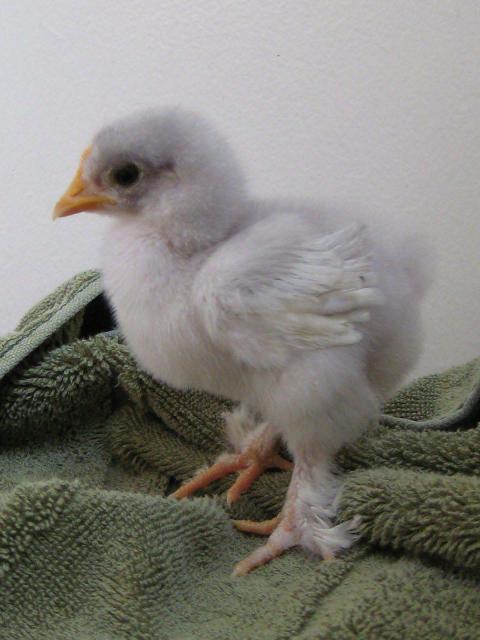 31977_young_napoleon1.jpg