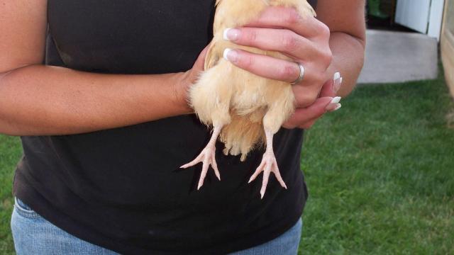 32003_bantams_003.jpg