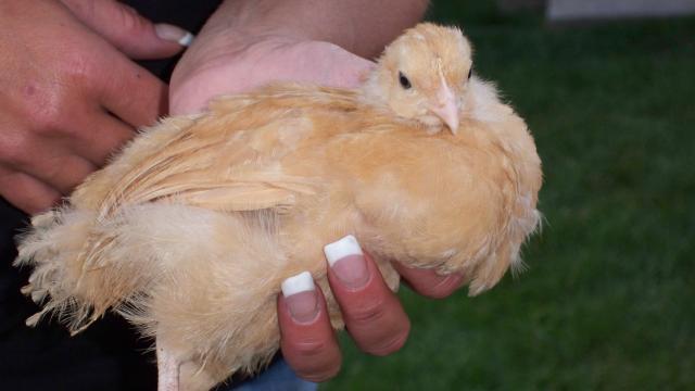 32003_bantams_005.jpg