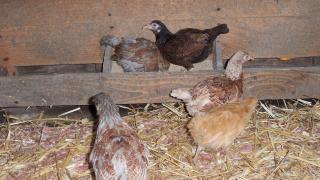 32003_chicks_023.jpg