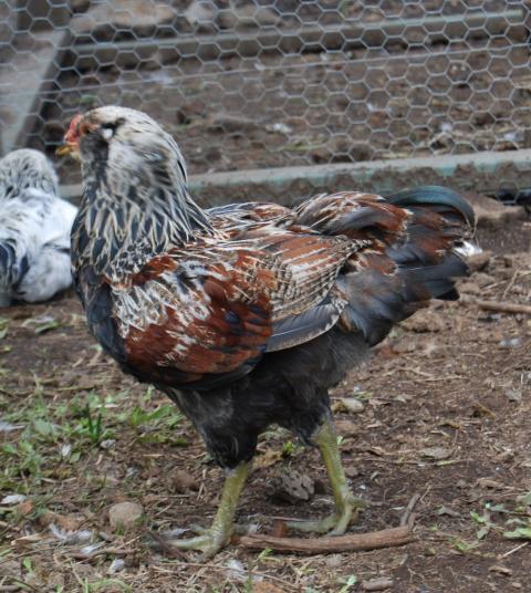 32059_chickens_8_weeks_old_040.jpg
