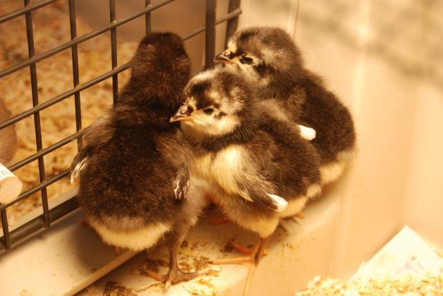 32059_chicks_10_days_old_5_days_old08.jpg