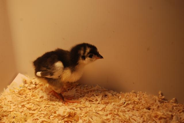 32059_chicks_10_days_old_5_days_old21.jpg