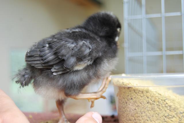 32059_chicks_25_weeks_old_036.jpg