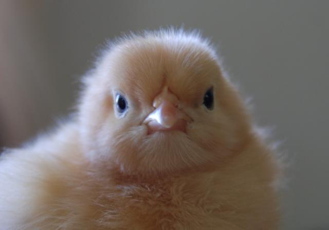 32059_new_batch_chicks_aug_2009_3_days_095.jpg