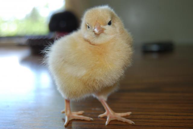 32059_new_batch_chicks_aug_2009_3_days_099.jpg