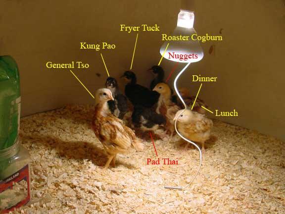 32069_chicksname.jpg