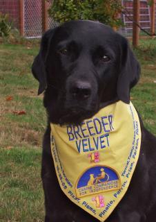 32077_beautiful_velvet_in_scarf.jpg
