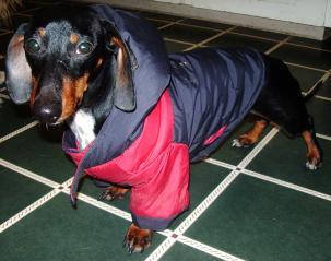 32077_harvey_april_2009.jpg