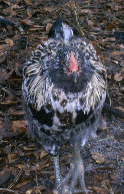 32108_chick2.jpg