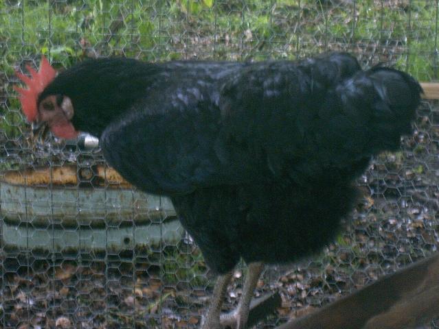 32108_chick4.jpg