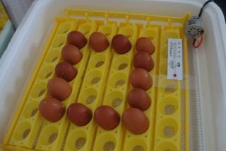 32145_eggs_feb_2010_001.jpg