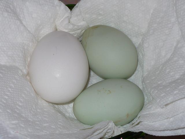 32279_p1030545.jpg
