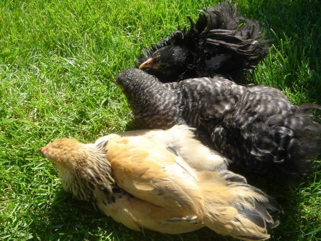 32336_0sunnynap.jpg