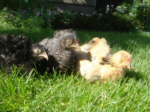 32336_0sunnynap2.jpg