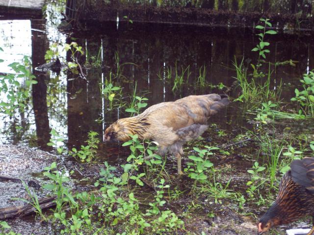 32357_catching_tadpoles_004.jpg