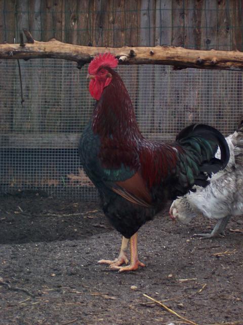 32358_101_4447.jpg