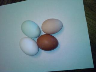 32362_eggs.jpg