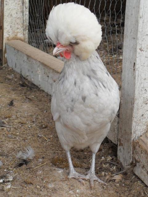 32380_chickens_012.jpg