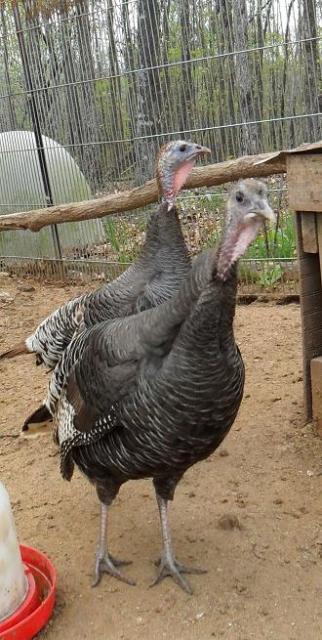32380_turkeys_001.jpg