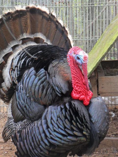 32380_turkeys_003.jpg