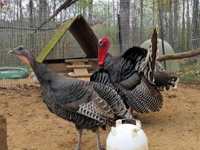 32380_turkeys_004.jpg