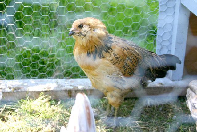 32397_hawk_0075.jpg