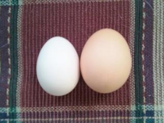32402_first_egg.jpg