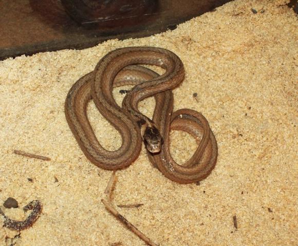 brown baby snake identification