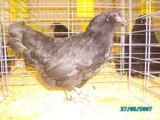 32413_sany1812.jpg