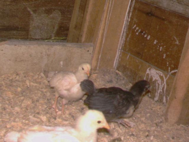 32422_imag0005.jpg
