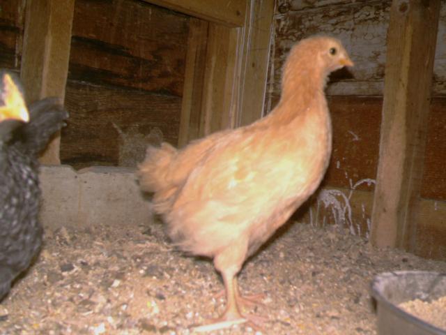 32422_imag0026.jpg