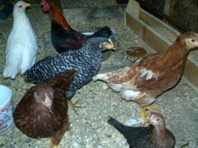32422_imag0028.jpg