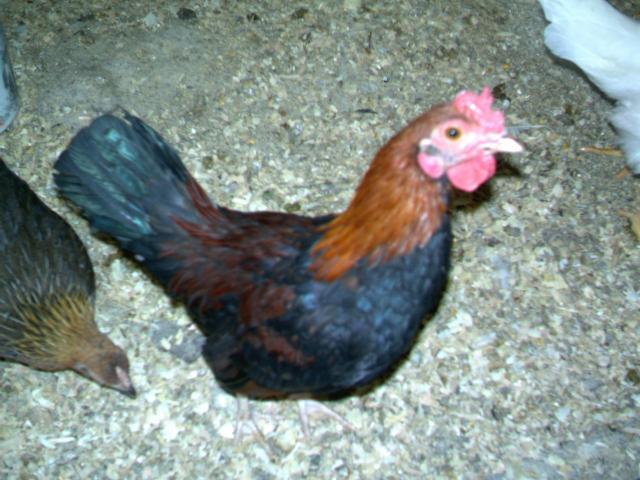 what breed am i help what breed and are my chickens backyard chickens what breed am i help what breed and are my chickens backyard chickens