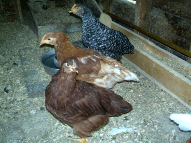 32422_imag0033.jpg
