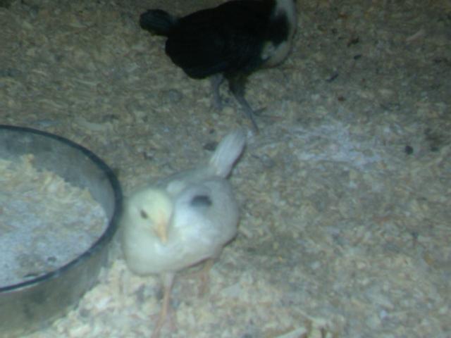 32422_imag0114.jpg