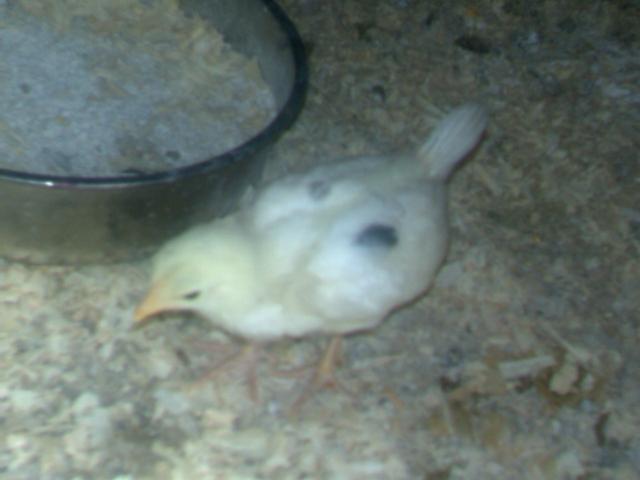 32422_imag0115.jpg